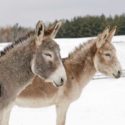 The Donkey Sanctuary of Canada of Ontario, becomes the first equine sanctuary Accredited by the Global Federation of Animal Sanctuaries in Canada