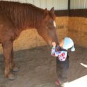 Mountain Valley Horse Rescue of McCoy, Colorado is Accredited by Global Federation of Animal Sanctuaries