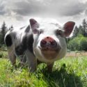 Pasado’s Safe Haven of Monroe, Washington is Accredited by Global Federation of Animal Sanctuaries