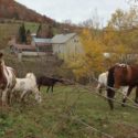Rosemary Farm Sanctuary, Inc. of South Kortright, New York is Verified by Global Federation of Animal Sanctuaries