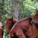 Serenity Farm Equine Sanctuary of Louisa, Virginia is Accredited by Global Federation of Animal Sanctuaries