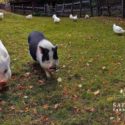 Safe Haven Farm Sanctuary of Poughquag, New York is Verified by Global Federation of Animal Sanctuaries