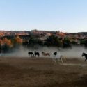 ResQue Ranch Inc. of Escondido, California is Verified by Global Federation of Animal Sanctuaries