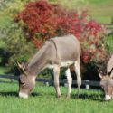 Little Longears Mini Donkey Rescue of Westminster, Maryland is Verified by Global Federation of Animal Sanctuaries