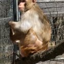 Primates Incorporated is Verified by Global Federation of Animal Sanctuaries