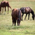 New England Equine Rescue – North, Inc. of West Newbury, Massachusetts is Accredited by Global Federation of Animal Sanctuaries