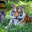 Crown Ridge Tiger Sanctuary of Sainte Genevieve, Missouri is Verified by Global Federation of Animal Sanctuaries