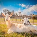 Piedmont Farm Animal Refuge of Pittsboro, North Carolina is Accredited by Global Federation of Animal Sanctuaries