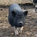 SonnyBoy Animal Sanctuary of Coloma, Wisconsin is Verified by Global Federation of Animal Sanctuaries