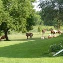 Amazing Grace Equine Sanctuary of Elkhart Lake, Wisconsin is Accredited by Global Federation of Animal Sanctuaries