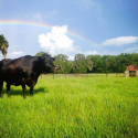 Kindred Spirits Sanctuary in Citra, Florida is Accredited by Global Federation of Animal Sanctuaries