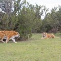 The Wild Animal Sanctuary and The Wild Animal Refuge in Colorado are Accredited by the Global Federation of Animal Sanctuaries