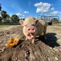 Little Bear Sanctuary of Punta Gorda, Florida is Verified by Global Federation of Animal Sanctuaries
