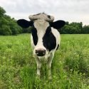 Farmaste Animal Sanctuary of Lindstrom, Minnesota is Verified by Global Federation of Animal Sanctuaries