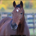 Unbridled Thoroughbred Foundation of Coxsackie, New York is Accredited by the Global Federation of Animal Sanctuaries