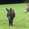 Little Longears Miniature Donkey Rescue of Westminster, Maryland has achieved Accreditation by the Global Federation of Animal Sanctuaries