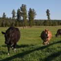 River’s Wish Animal Sanctuary in Spokane, Washington is Verified by the Global Federation of Animal Sanctuaries