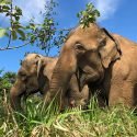 Global Sanctuary for Elephants First in South America to be Accredited by Global Federation of Animal Sanctuaries