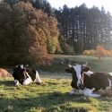 Wildwood Farm Sanctuary in Newberg, Oregon is Accredited by Global Federation of Animal Sanctuaries