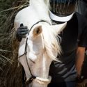 Dharmahorse Equine Sanctuary of Las Cruces, New Mexico is Verified by the Global Federation of Animal Sanctuaries