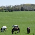 Thoroughbred Retirement Foundation of New York Achieves Accreditation by the Global Federation of Animal Sanctuaries for Seven More Farms