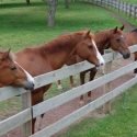 Holy Spirit Farm and Horse Sanctuary in Wernersville, Pennsylvania is Verified by Global Federation of Animal Sanctuaries