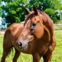 Begin Again Horse Rescue of Lima, New York, is Now Accredited by the Global Federation of Animal Sanctuaries