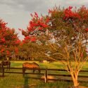 Second Wind Thoroughbred Project in Bethune, South Carolina is Verified by the Global Federation of Animal Sanctuaries