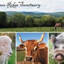 Peace Ridge Sanctuary is the First Farm Sanctuary in New England to be Accredited by the Global Federation of Animal Sanctuaries