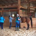 Horse Haven of Tennessee of Lenoir City, is Now Accredited by the Global Federation of Animal Sanctuaries
