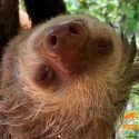 Kids Saving the Rainforest, Costa Rica is Verified by Global Federation of Animal Sanctuaries