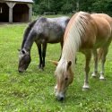 Dorset Equine Rescue is the First Equine Rescue Organization in Vermont to be Accredited by the Global Federation of Animal Sanctuaries