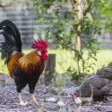 Yesahcan Sanctuary in Arcadia, FL is Verified by the Global Federation of Animal Sanctuaries
