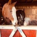 13 Hands Equine Rescue of Clinton Corners, New York is Accredited by the Global Federation of Animal Sanctuaries