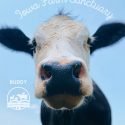 Iowa Farm Sanctuary is the First Sanctuary in Iowa to be Accredited by the Global Federation of Animal Sanctuaries