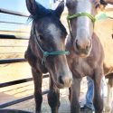 Penny Lane Foal Rescue in Rio Rancho, New Mexico is Verified by the Global Federation of Animal Sanctuaries
