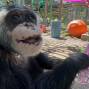 Primarily Primates Inc. of San Antonio, Texas, is Accredited by Global Federation of Animal Sanctuaries
