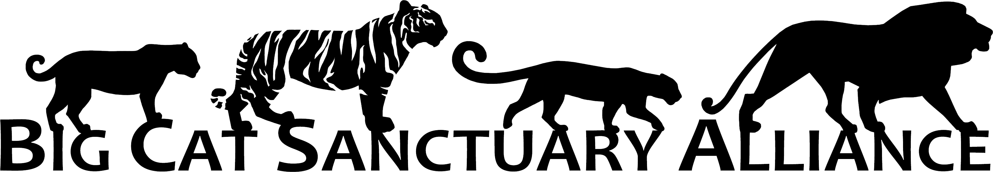 Big-Cat-Sanctuary-Alliance
