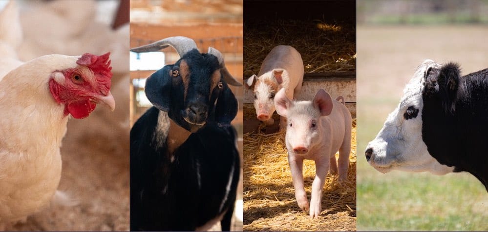 The-Open-Sanctuary-Project-Care-Program-Evaluation-Checklist-First-Edition-Banner