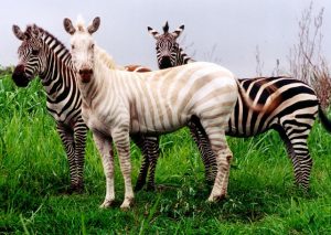 Three Ring Ranch Outstanding Wildlife Sanctuary