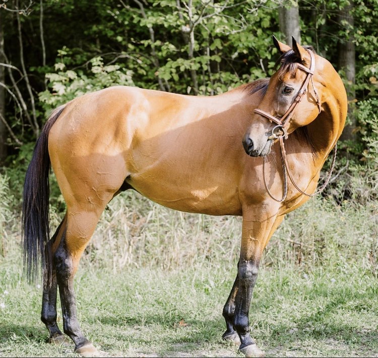 Let’s Congratulate Second Chance Thoroughbreds on GFAS Verification