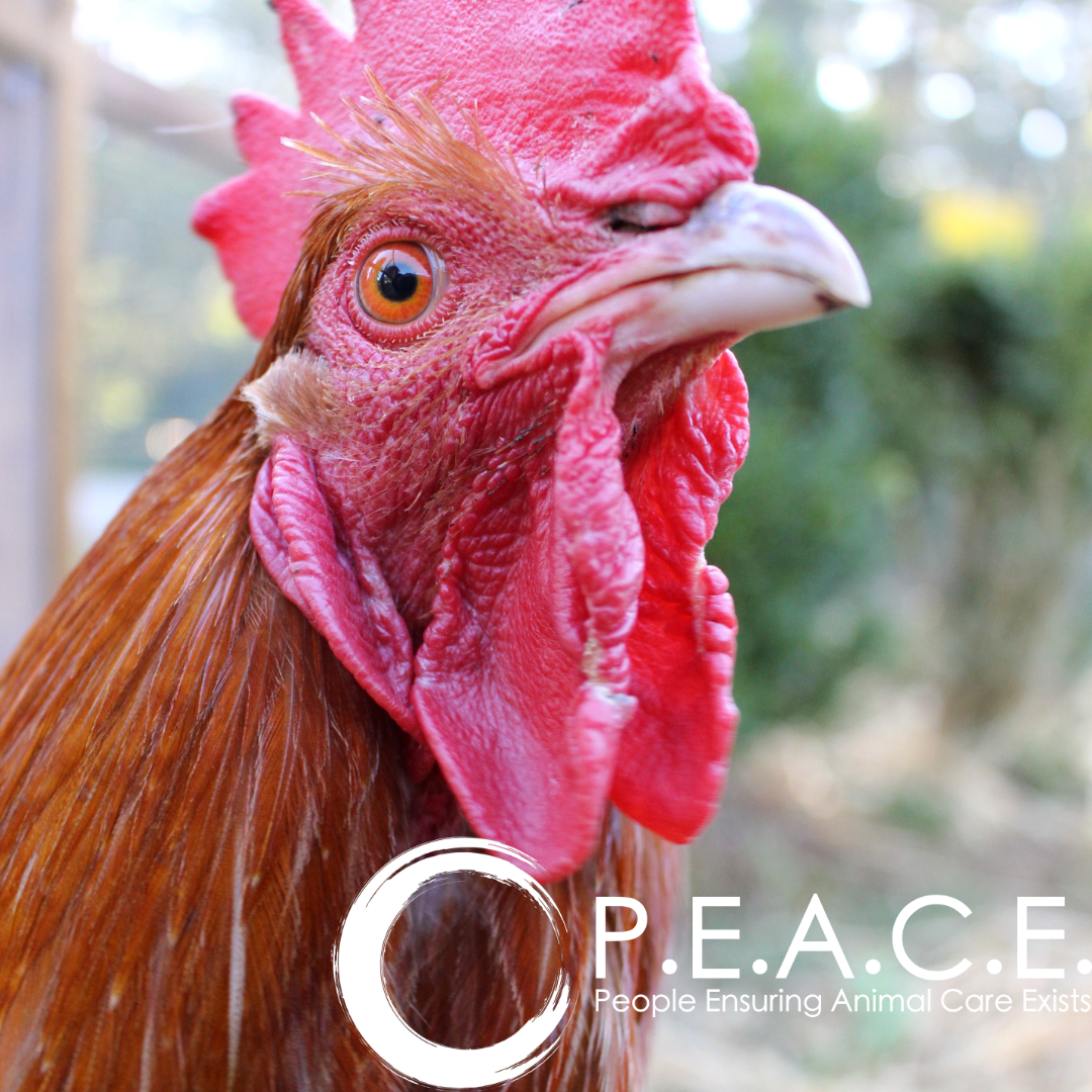 P.E.A.C.E. Farm Sanctuary Becomes First Microsanctuary Accredited by the Global Federation of Animal Sanctuaries