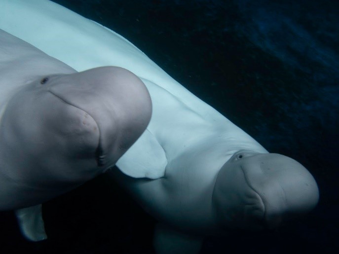 New Sanctuary Standards Herald Sea Change for Captive Whales and Dolphins