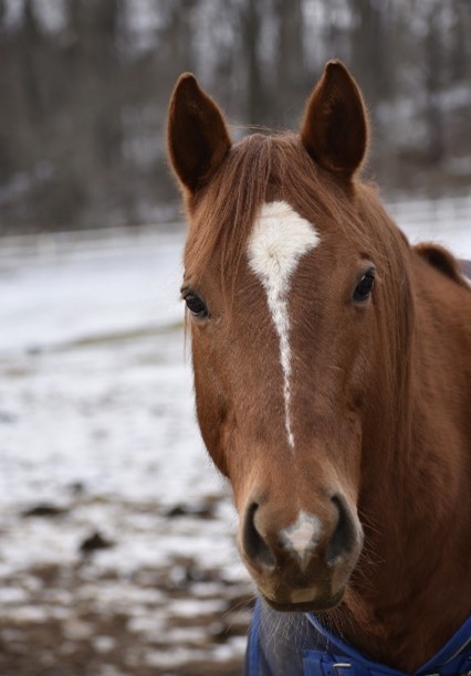 February Star Sanctuary in Knoxville, Maryland is Verified by the Global Federation of Animal Sanctuaries