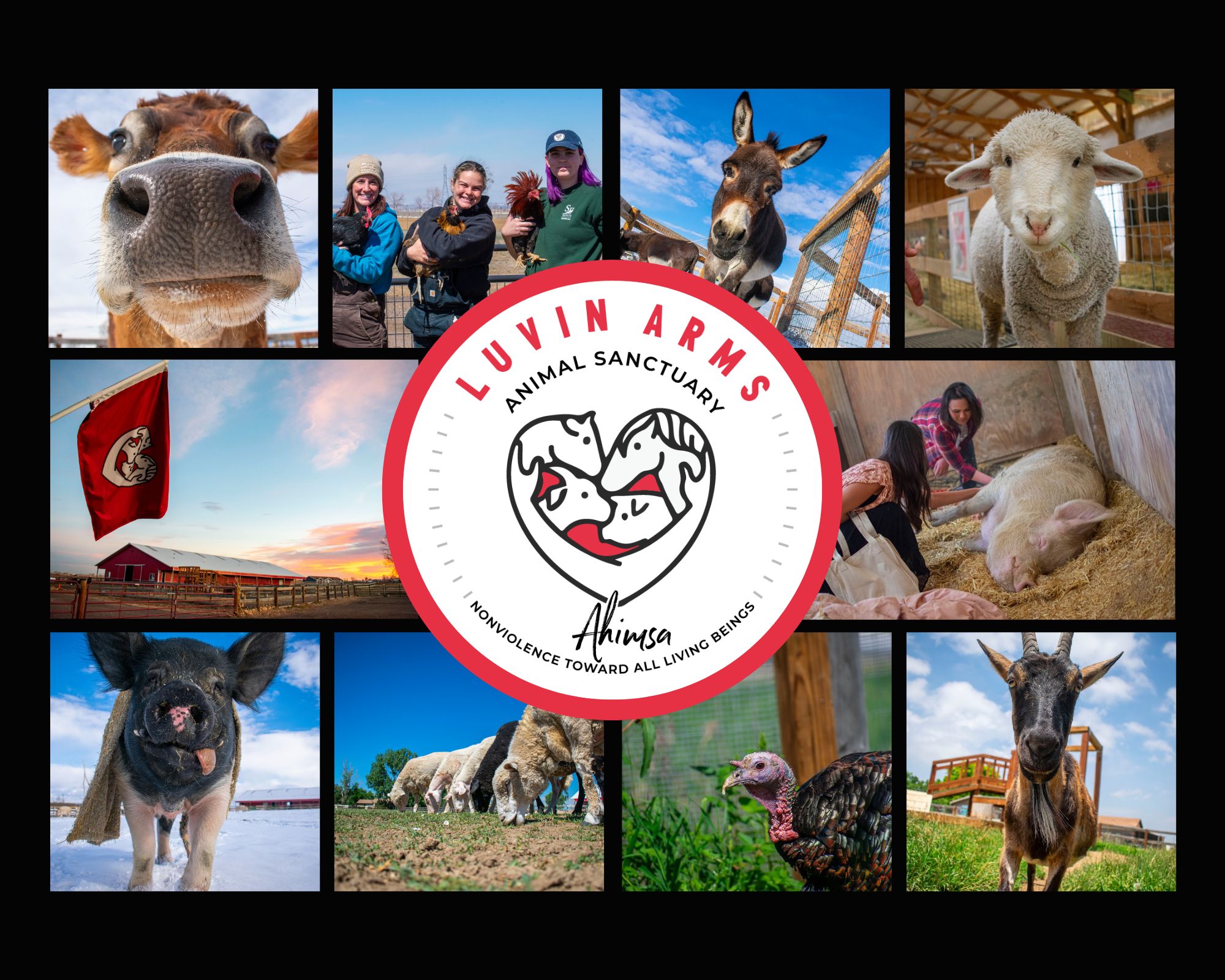 Luvin Arms Animal Sanctuary Becomes First Farm Sanctuary Accredited by the Global Federation of Animal Sanctuaries in Colorado