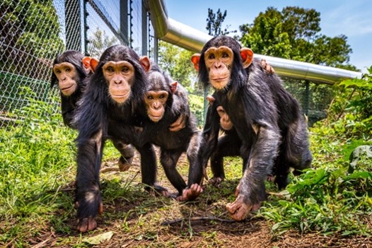 Lwiro Primates Rehabilitation Center in Democratic Republic of Congo is Accredited by the Global Federation of Animal Sanctuaries