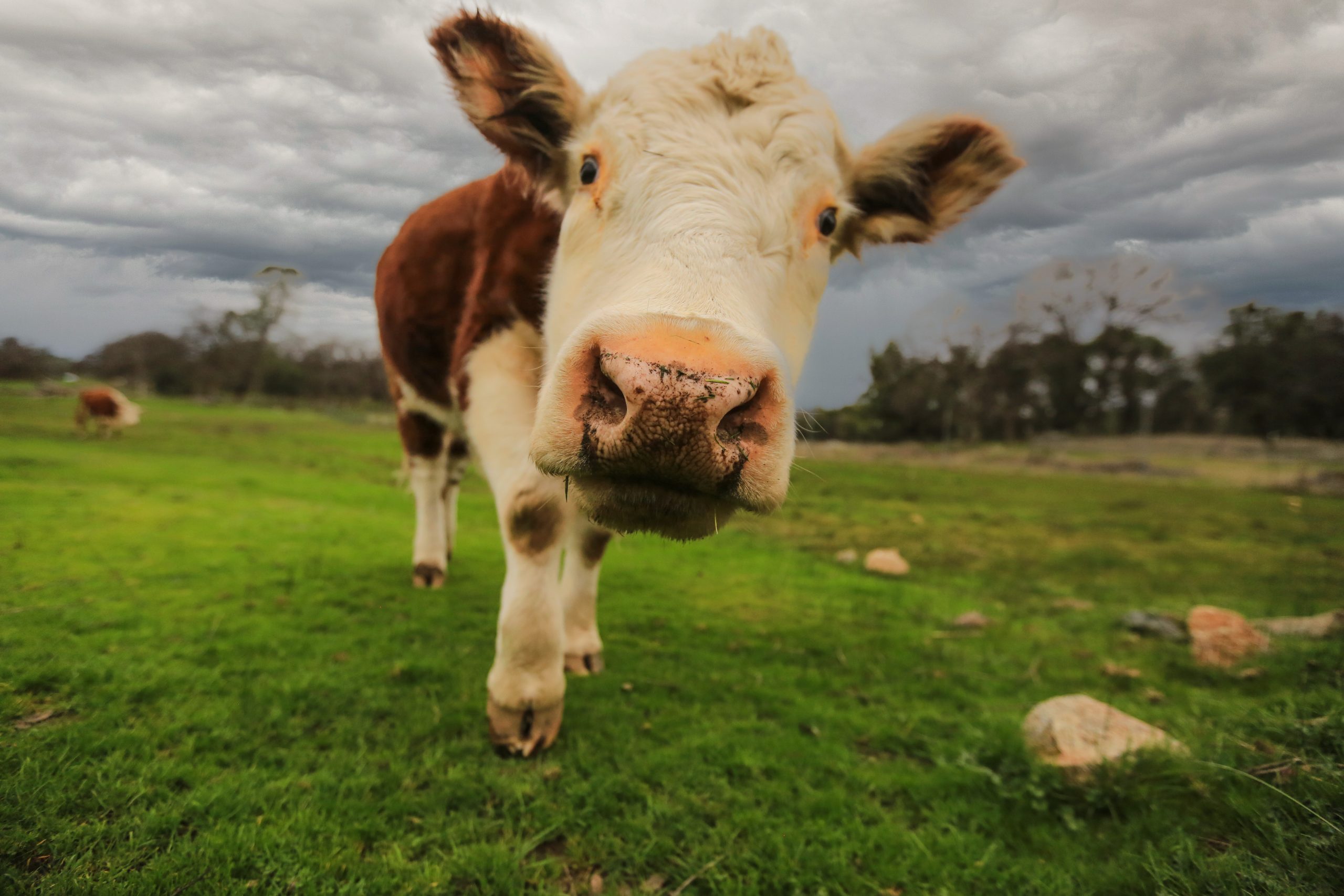 Animal Place, veteran US farmed animal sanctuary, is Accredited by the Global Federation of Animal Sanctuaries