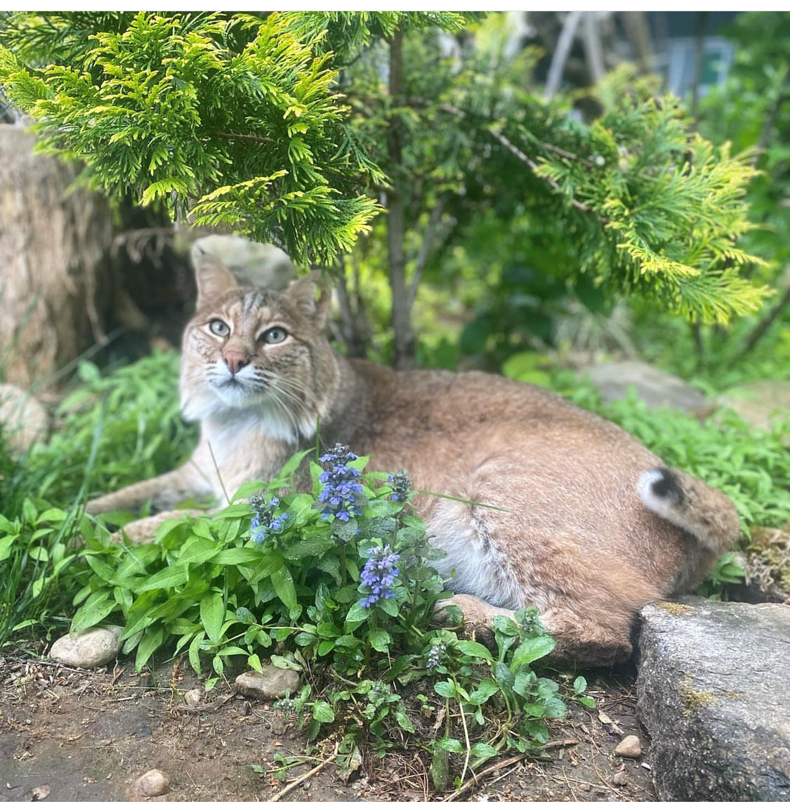 Rustic Acres Wildcat Rescue of Chepachet, Rhode Island is Verified by Global Federation of Animal Sanctuaries