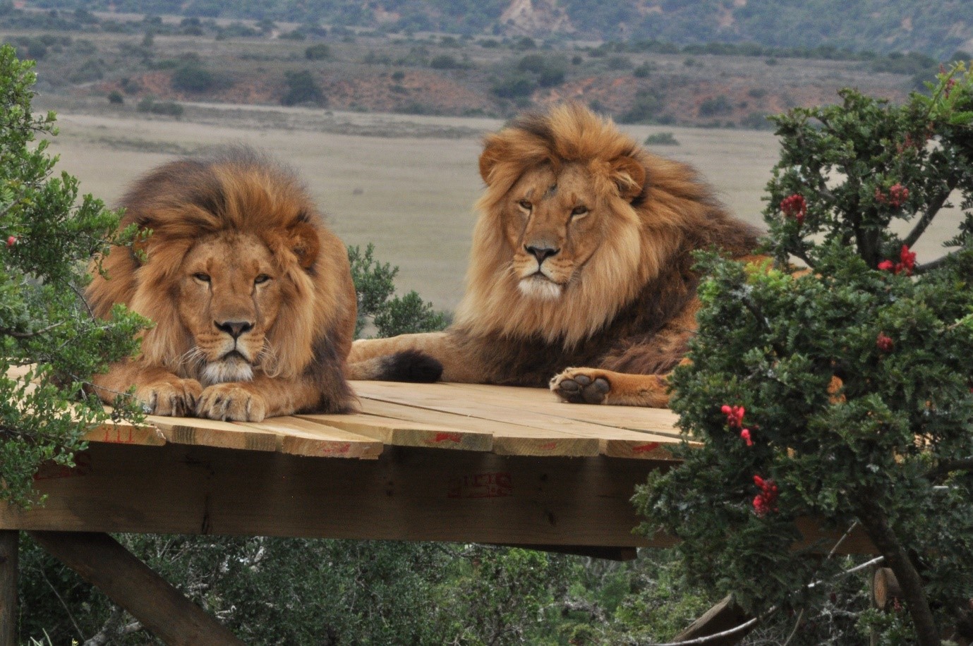 Born Free’s Big Cat Sanctuary at Shamwari Private Game Reserve is Accredited by Global Federation of Animal Sanctuaries