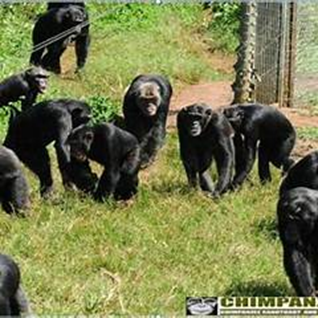 Ngamba Island Chimpanzee Sanctuary is Accredited by Global Federation of Animal Sanctuaries